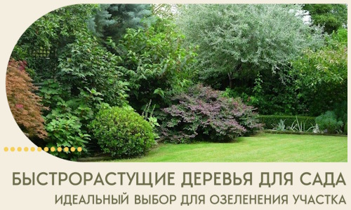 Быстрорастущие деревья для сада идеальный выбор в Бийске