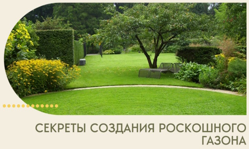 Секреты создания роскошного газона в Бийске